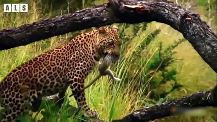 Warning! Nature Documentary   Wildlife Secrets