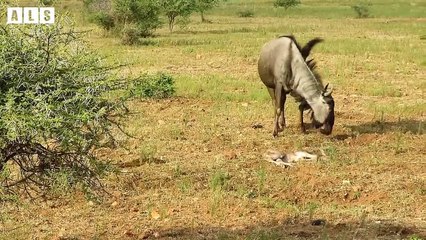 Unlucky Baby! Mother Leave Her Baby to Escape - What Happen Next in Nature   Wildlife Secrets