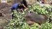 Abandoned! This is Why Baby Elephant Like to Play with Lions - Nature Documentary   Wildlife Secrets