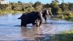 Injured Elephant by Crocodile Attacked and What Happen Next   Wildlife Secrets