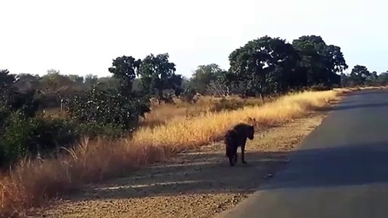 Injured Hyena and What's Worst That Could Happen  - Nature Documentary   Wildlife Secrets