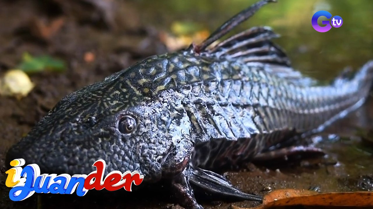 Janitor fish, puwede palang kainin?! | I Juander - video Dailymotion