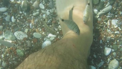 Bunlar da Marmaris'in doktor balıkları