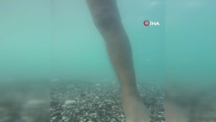 Prof. Dr. Gökoğlu, artan balık ısırma şikayetleri hakkında konuştu