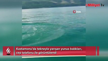 Tekneyle yarışan yunuslar kamerada