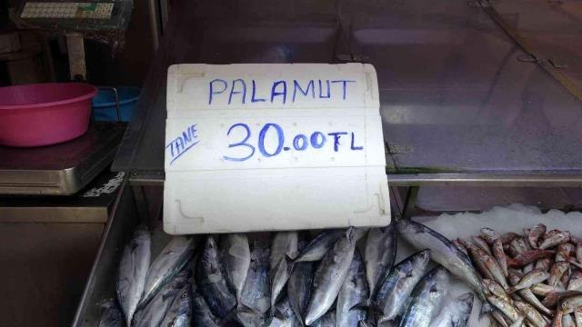 Sezonun ilk palamutları 30 liradan tezgahlarda