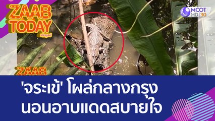 'จระเข้' โผล่กลางกรุง นอนอาบแดดสบายใจ (15 ส.ค. 65) แซ่บทูเดย์