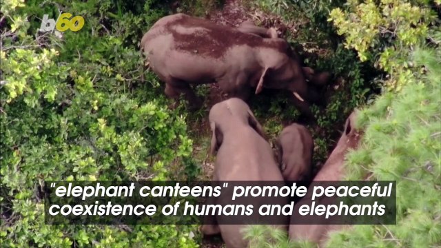 Check Out These Elephant Canteens Where Elephants and People Coexist