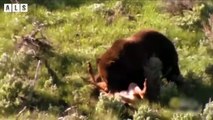 Bear Trying attack Deer and What Happen Next - Nature Documentary   Wildlife Secrets