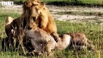 Hungry! Lions Attack and Eat Fellow Own   Wildlife Secrets