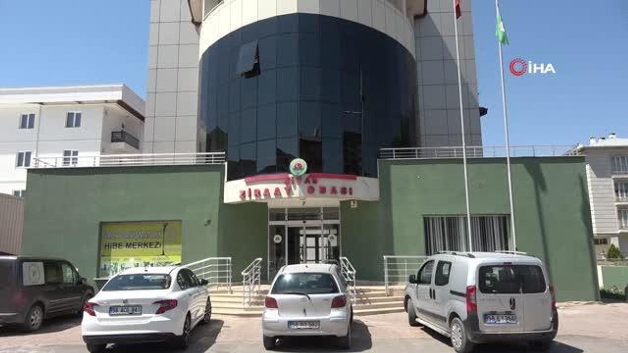 Sivas ekonomi haberi... Sivas'ta buğday üretiminde rekolte bir önceki yıla oranla yüzde yüz arttı