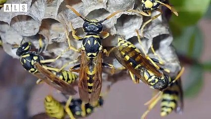 [Close Up] Bees That Building Hive - Animal Documentary   Wildlife Secrets
