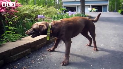 Close-up! What Happen with This Dog - Animal Documentary   Wildlife Secrets