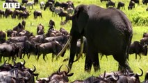 Rarest Moment! 2 Wildebeest Born Together - Animal Documentary   Wildlife Secrets