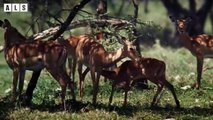 Impala Stuck in The Swamp and What Happen Next in Nature - Animal Documentary   Wildlife Secrets