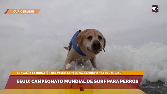 EEUU: Campeonato Mundial de Surf para perros