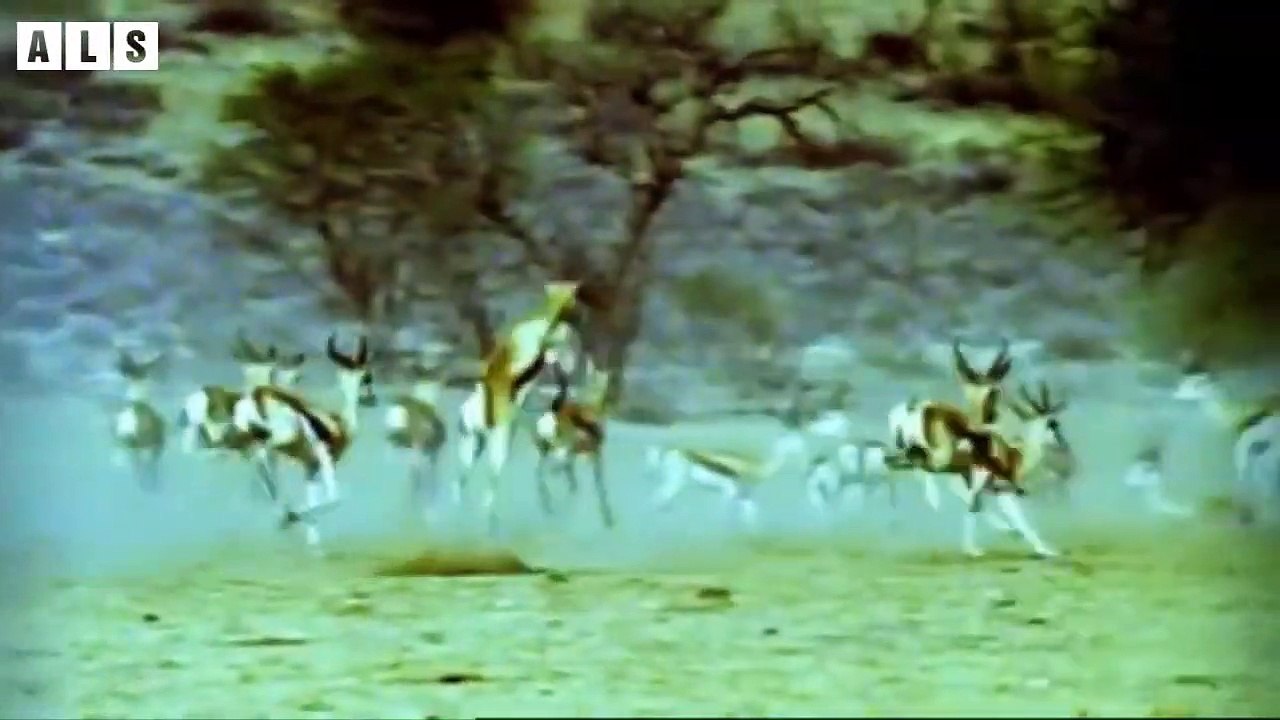 Mother Rescues  Her Baby From Enemy - Animal Documentary   Wildlife Secrets