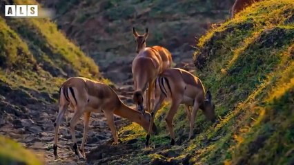 Fake Death to Escape - Moment Funny and Wise   Animal Documentary   Wildlife Secrets