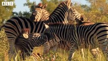 Male Zebra Attack Baby, Mother Zebra  Hard to Protect - Animal Documentary   Wildlife Secrets
