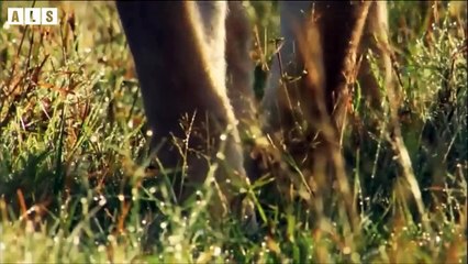 Hyena Broken Leg and Someone are interested  - Animal Documentary   Wildlife Secrets