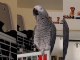 Parrot Whistles Adorably
