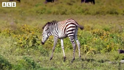 Very Sad! Baby Cry for Mother Gone Forever - Animal Documentary   Wildlife Secrets