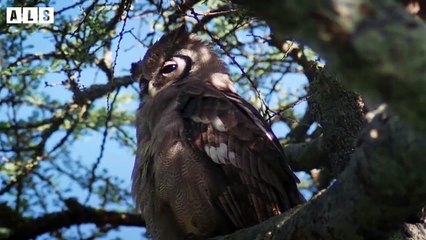 Broken Horn after Attacked and What Happen Next - Animal Documentary   Wildlife Secrets