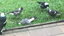 Group of Magpie Birds Play With Each Other Adorably