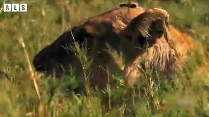 Lion Pretend Don't Care Warthog and What Happen Next - Animal Documentary   Wildlife Secrets