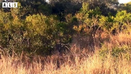 Unlucky! Injured Buffalo and Calling Help From Friend - Animal Documentary   Wildlife Secrets