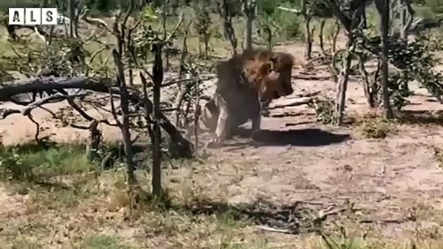 Abandoned! Weak Old Lion and What Happen Next for King Lion - Animal Documentary Wildlife Secrets