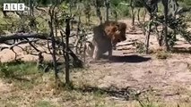 Abandoned! Weak Old Lion and What Happen Next for King Lion - Animal Documentary   Wildlife Secrets
