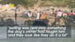 Dog Surfer Makes Waves at Local U.K. Beach