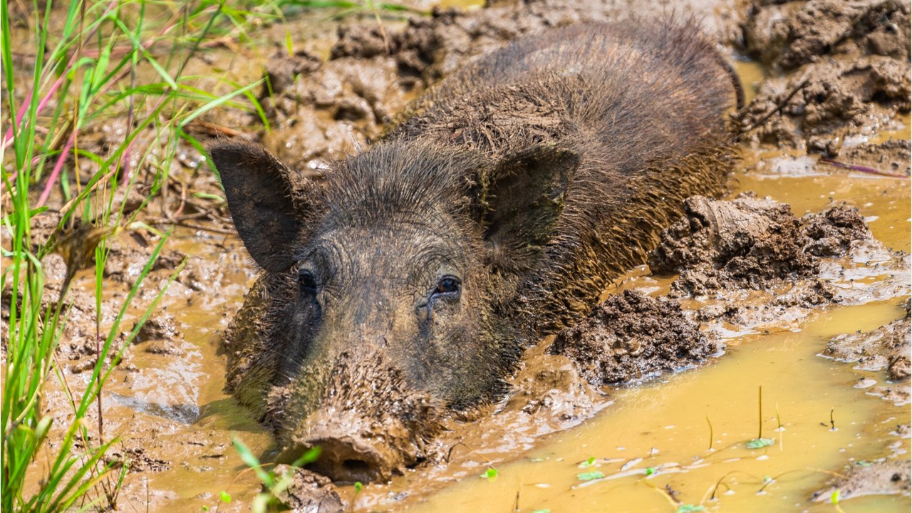Trockenheit in Bayern - Jagdverband bittet um Rücksicht auf Wildtiere