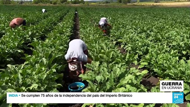 Ucrania: bombardeos rusos en el Donbass dificultan la cosecha de los granos