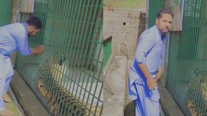 'Daredevil drenched in fear & stress after getting his fingers stuck in a tiger's cage '