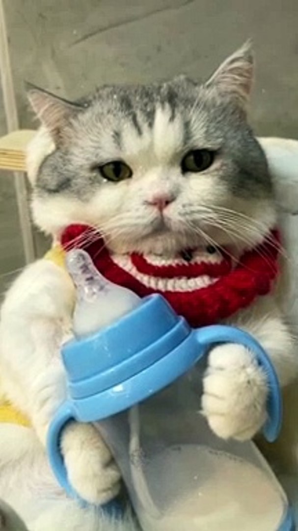⁣Animals Videos Funny Animals Fun More