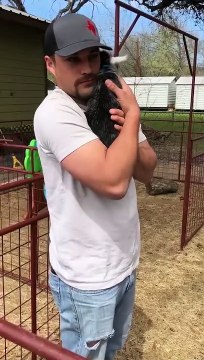 Adorable Baby Goats DEMAND Cuddles!