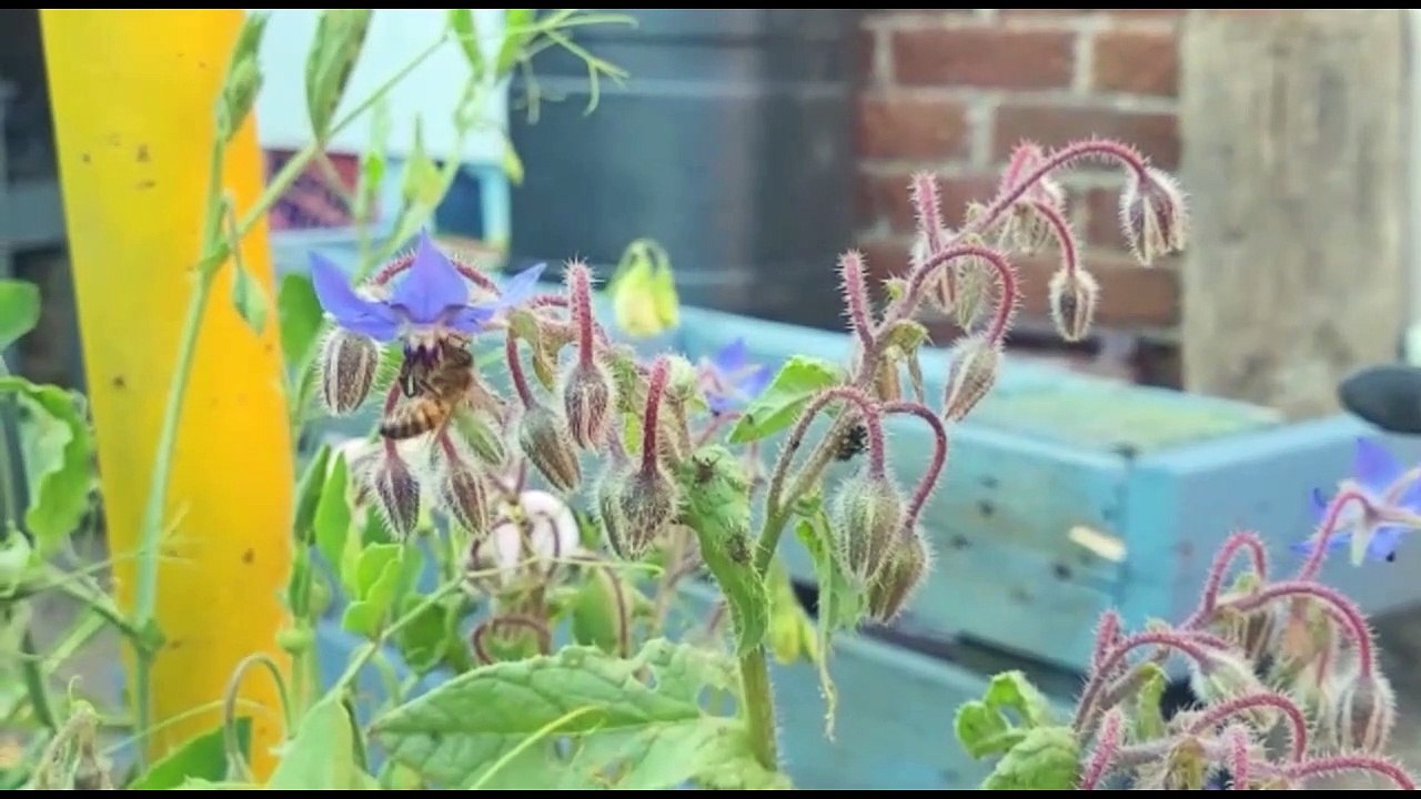 Wasps getting nectar from a flower in Derry