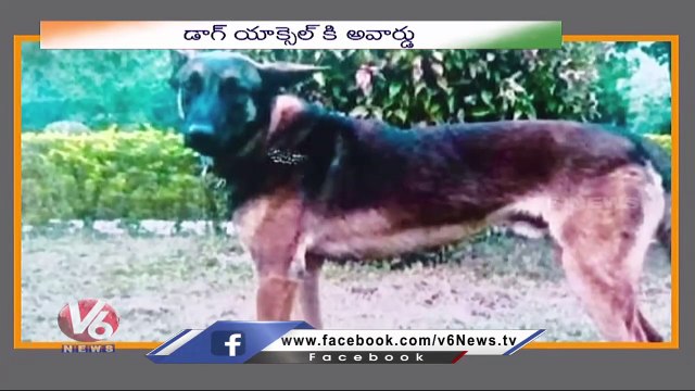 Brave Army Dog Axel Honored With Gallantry Awards | Independence Day | V6 News (1)