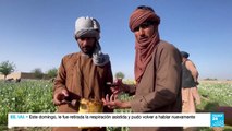 Afganistán: las consecuencias de la erradicación de los cultivos de amapola
