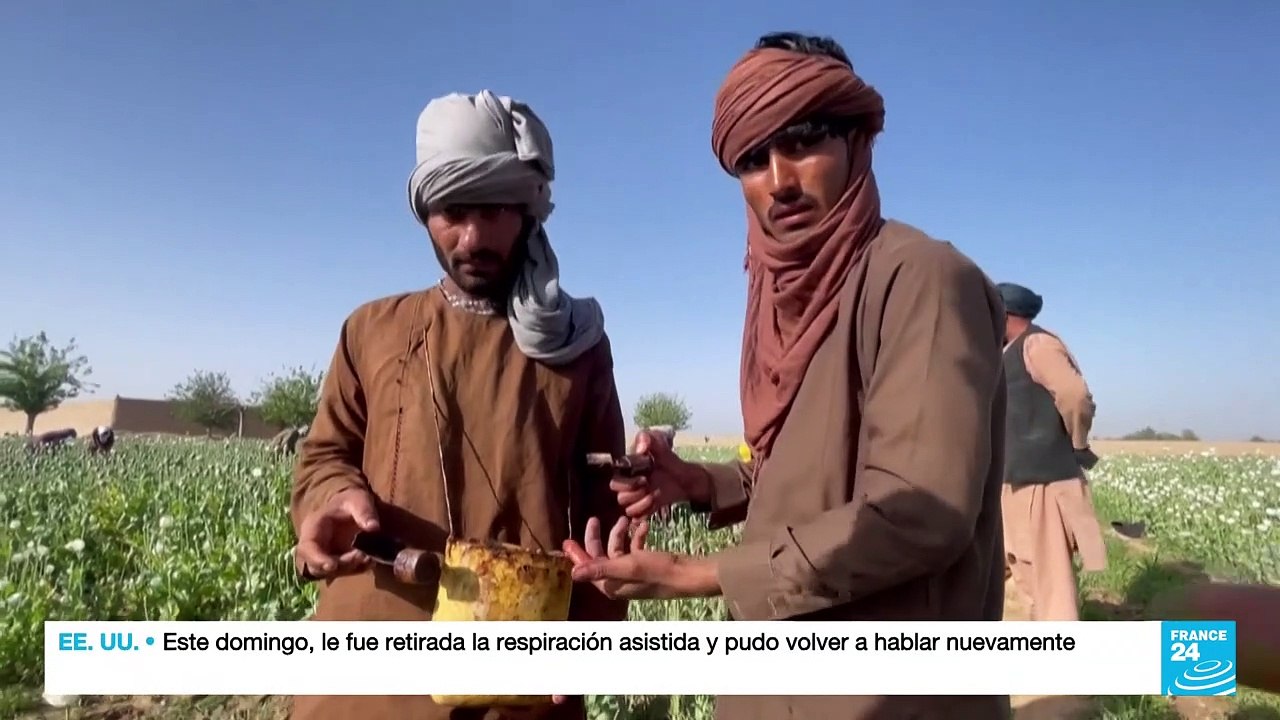 Afganistán: las consecuencias de la erradicación de los cultivos de amapola