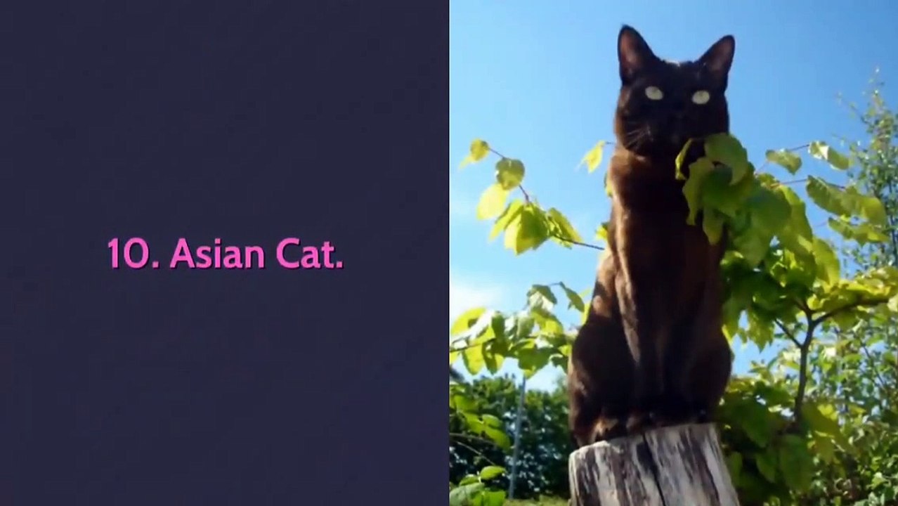 All 98 breeds cats in the world