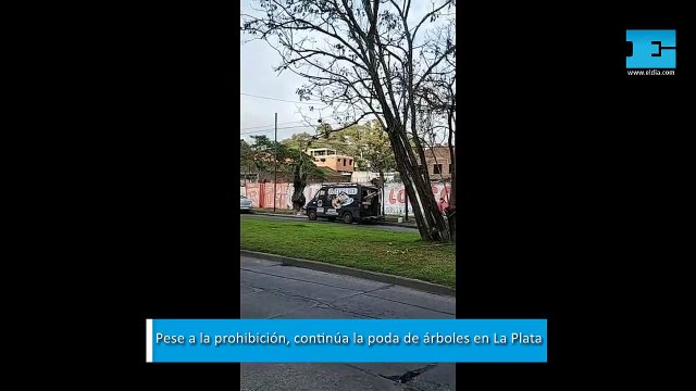 VIDEO. Pese a la prohibición, continúa la poda de árboles en La Plata