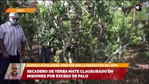 Secadero de yerba mate clausurado en misiones por exceso de palo