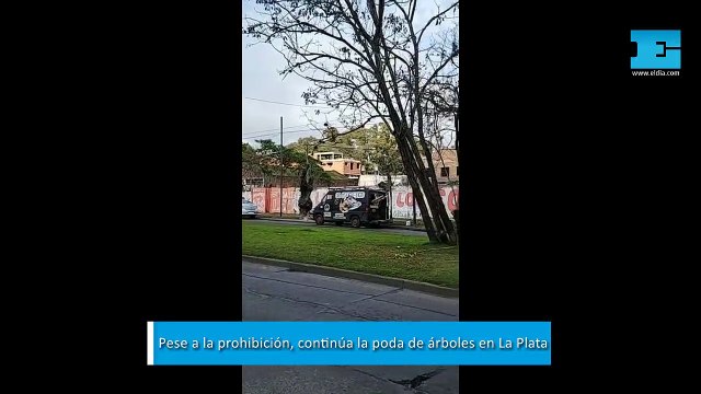 VIDEO. Pese a la prohibición, continúa la poda de árboles en La Plata