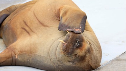 Shock and fury as celebrity walrus Freya was killed by the authorities