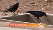 AZ Game and Fish is asking for your help to get life-saving water to wildlife