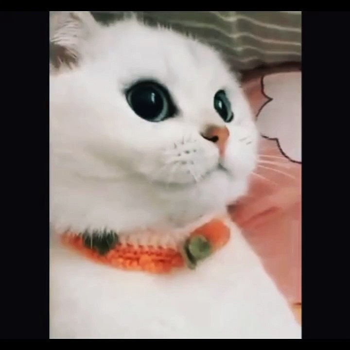 Cat video