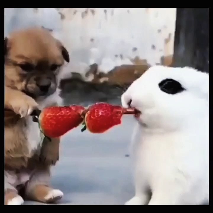 Cat video